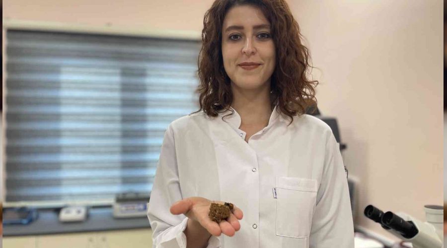 Propolis akademik ellerde zenginleşiyor