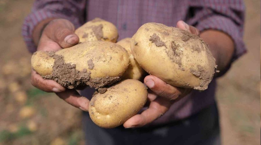 Rekoltede rekor k�r�ld�