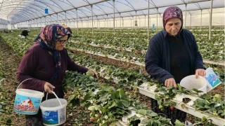 Silifke'de bahar hasad�: Kilosu 140 ile 160 TL aras�nda