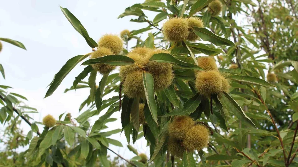 Sinop'ta 'Gal ar�s�' hem kestaneyi hem de ar�c�l��� tehdit ediyor