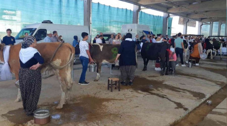 Süt sağmak için kıyasıya yarıştılar