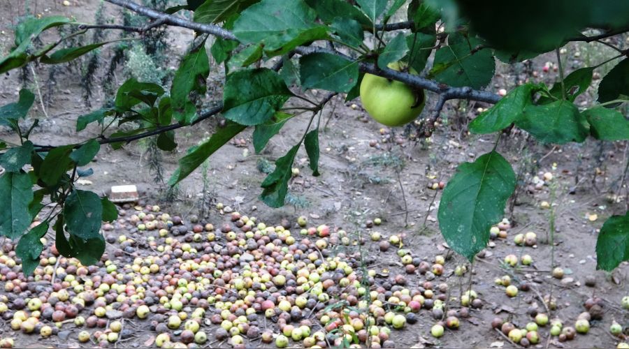 Tar�m Bakan�n�n bu tablodan haberi var m�?