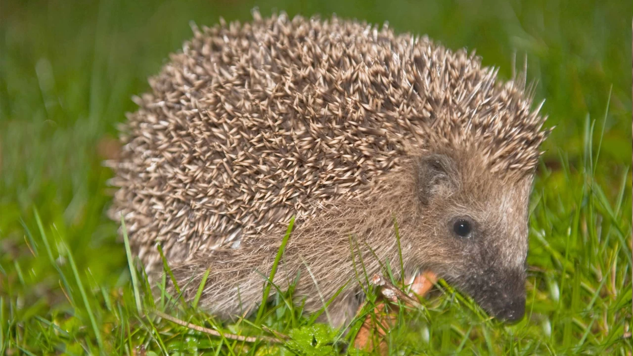 Türkiye’nin bazı tehlikeli hayvanları