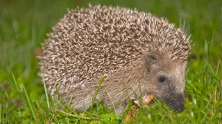 Türkiye’nin bazı tehlikeli hayvanları