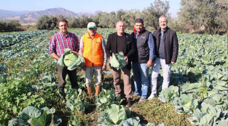 Türkiye'nin kışlık sebzesi Salihli Ovası'ndan