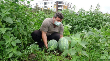 Yağmurlar 'Yalıncak' karpuzunu da vurdu