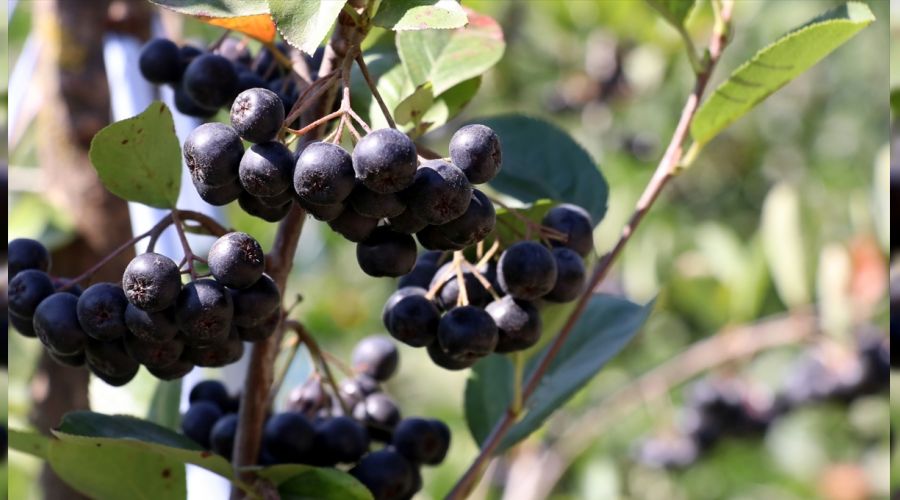   Yalova'n�n topra�� alt�n