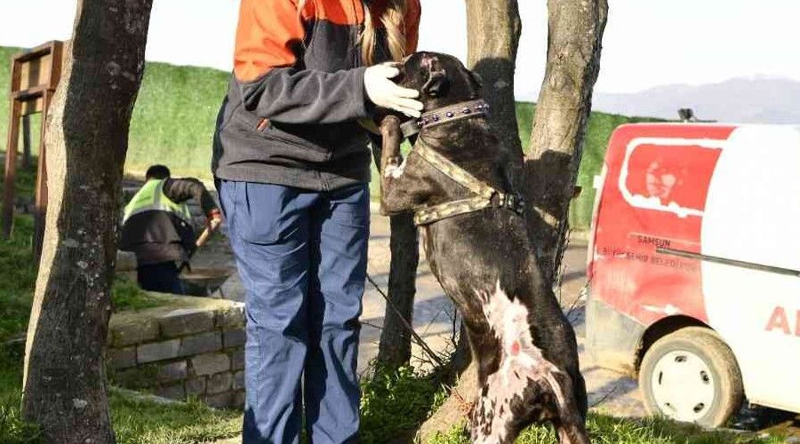 'Yasaklı ırk' köpekleri terk edenler 30 bin TL ödeyecek