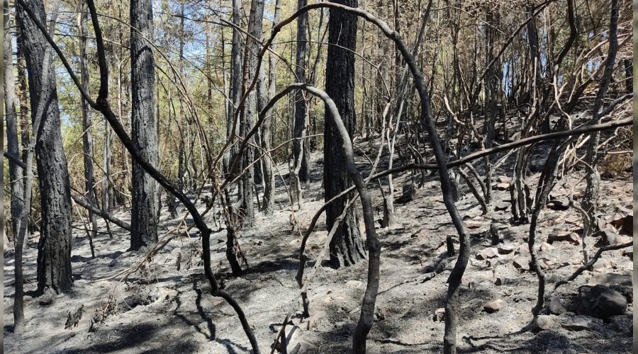 Yemyeşil ormandan geriye küller kaldı