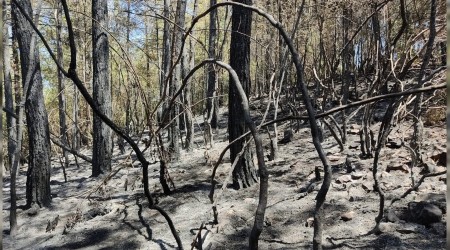 Yemyeşil ormandan geriye küller kaldı