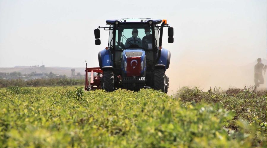 Yer fıstığı üretiminde rekor artış