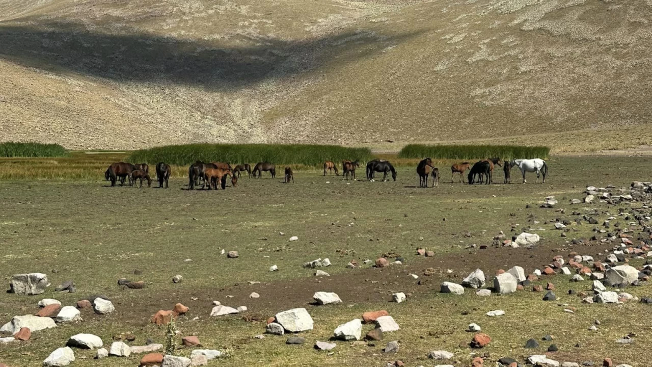 Ylk atlarnn su kayna yok oluyor