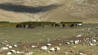 Ylk atlarnn su kayna yok oluyor