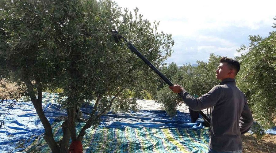 Zeytin reticisi tccardan dertli