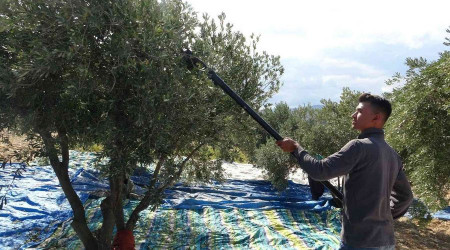 Zeytin reticisi tccardan dertli