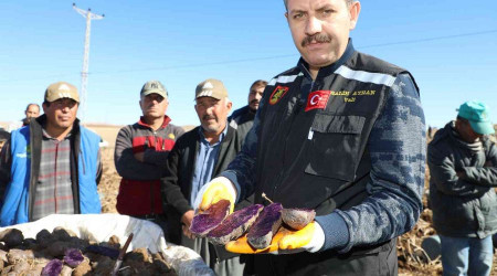 30 dekar tarlada üretildi, tüm Türkiye'nin ihtiyacı karşılanıyor