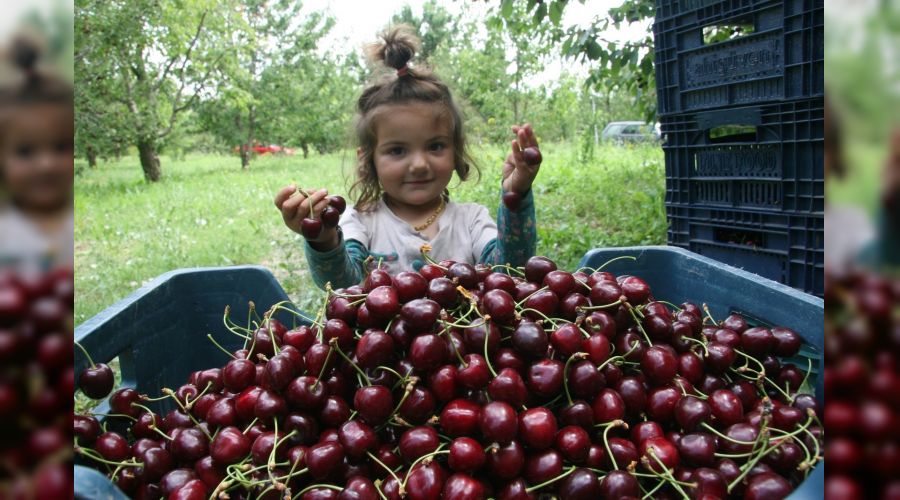 Afyon'da 30 bin ton kiraz üretildi