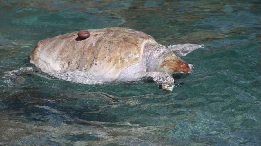 Antalya'da dünyaca ünlü sahile ölü caretta caretta vurdu