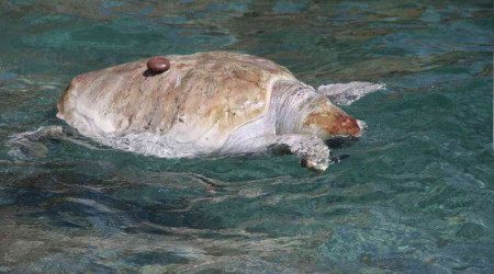 Antalya'da dünyaca ünlü sahile ölü caretta caretta vurdu