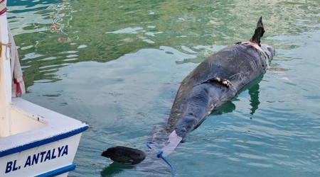 Antalya'da karaya vuran yalancı katil balına Atlantik'ten gelmiş