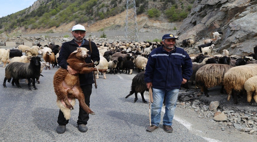 Artvin’de yaylalara göç başladı