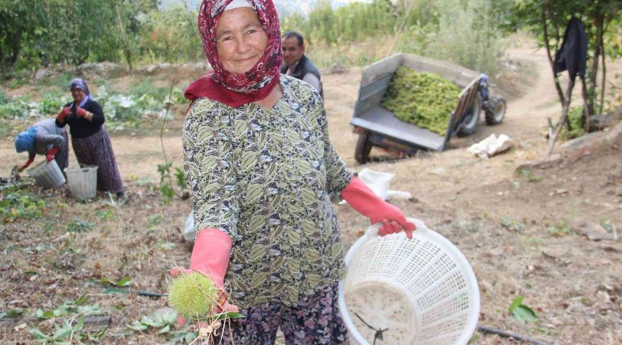 Ayd�n ve �zmir'de kestane hasad� ba�lad�