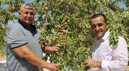 'Badem diyarında' doğal afetlere rağmen rekolte sevinci