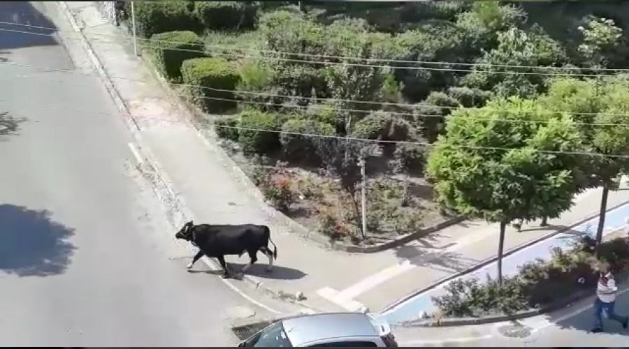 Bir 'dana kaçtı, mahalleli kovaladı' haberi daha...