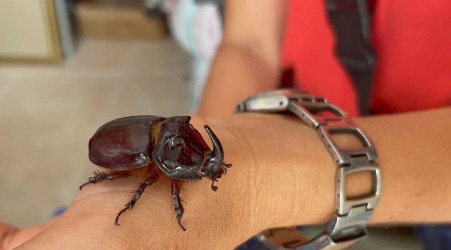 Boynuzlu gergedan böceğine gözü gibi bakıyor