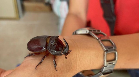 Boynuzlu gergedan böceğine gözü gibi bakıyor