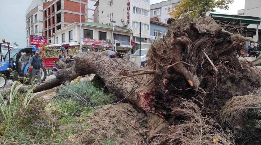 Bursa'da lodos 270 yıllık çınar ağacını devirdi