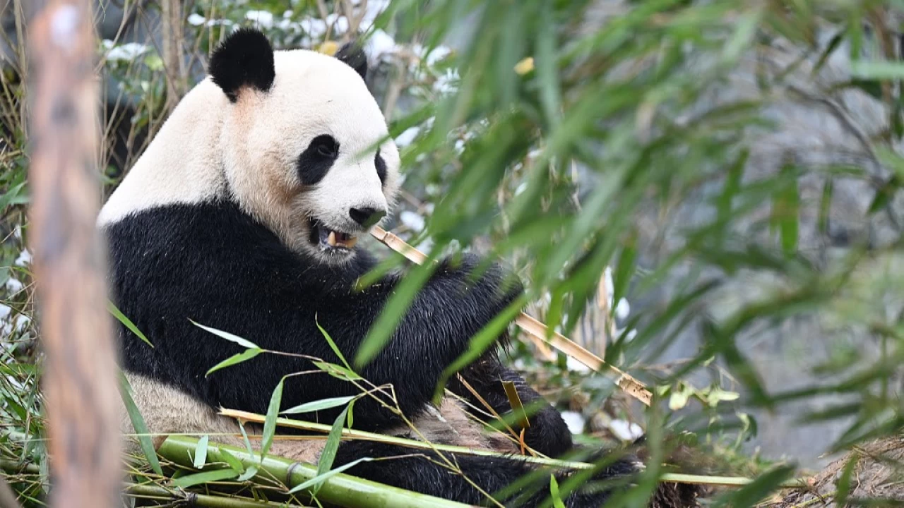 �in�deki yabani panda say�s� 1900�e y�kseldi