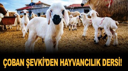 Çoban Şevki'den hayvancılık dersi