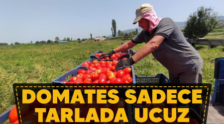Domates sadece tarlada ucuz