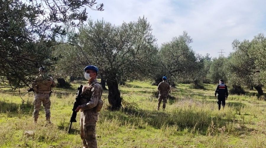 Edremit'te zeytin hrszlar kskvrak yakaland