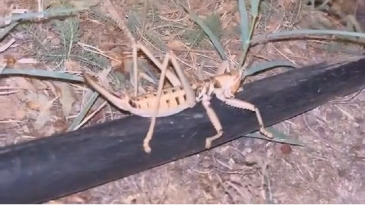 Elaz��'da dev et�il �ekirge g�r�ld�