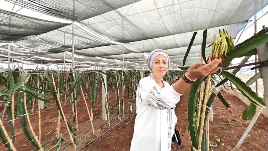 Eyyübiye Sera Kent tropikal meyvede başarıya ulaştı