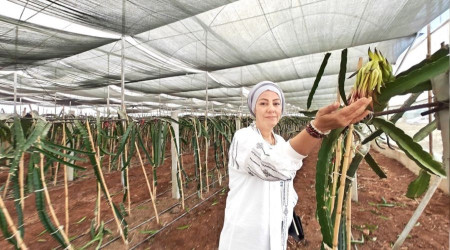 Eyyübiye Sera Kent tropikal meyvede başarıya ulaştı