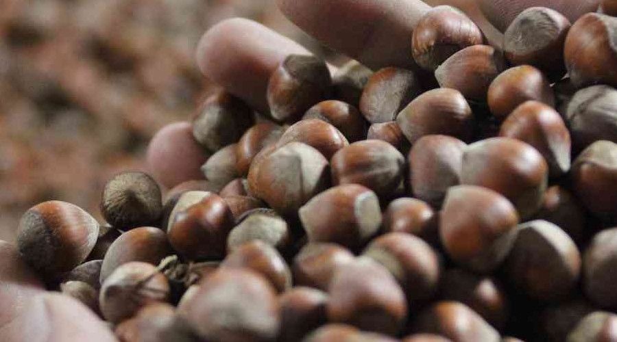 F�nd�k fiyat� haftaya y�kseli�le ba�lad�