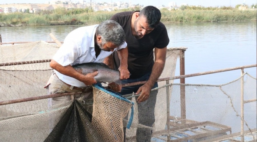 Fırat somonu Norveç'e rakip