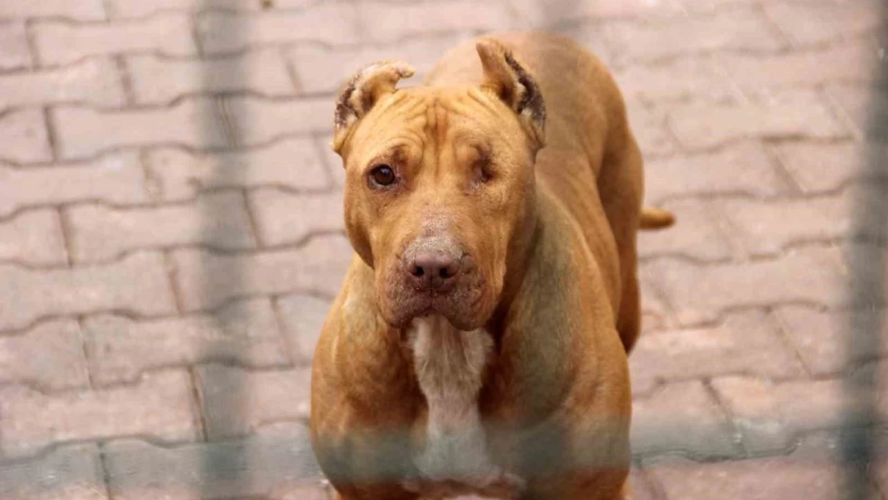 'Hareketsiz kalmak köpek saldırılarını önleyebilir'