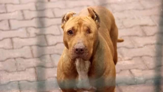 'Hareketsiz kalmak köpek saldırılarını önleyebilir'