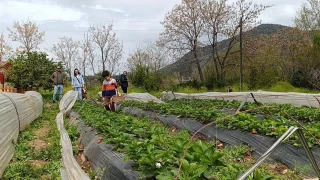 Hasadı çiftçi değil, vatandaş yaptı