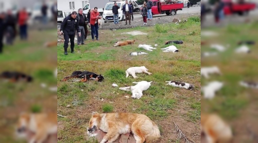 Hayvan katliamına adli soruşturma başlatıldı