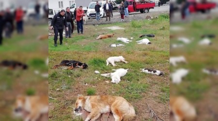 Hayvan katliamına adli soruşturma başlatıldı