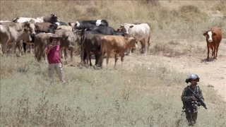 İsrailliler, Batı Şeria'da Filistinli çobanlara saldırdı