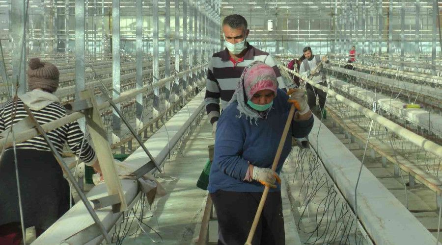 Jeotermal seralar sezona hazırlanıyor