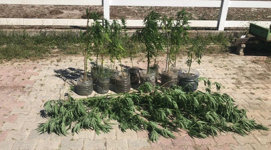 Kapakl�'da 100 k�k Hint keneviri ele ge�irildi