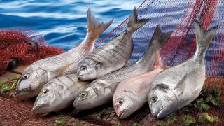 Karadeniz'in su ürünleri ihracat geliri 8 ayda yüzde 11 arttı