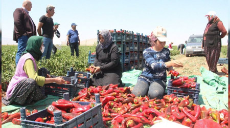 Karaman'da üretiliyor, 7 ile gönderiliyor